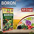 Multiplex Boron (Boron 10.50%) 1 Kg (Pack Of 25)