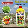 Multiplex Liquid Sulphur Fertilizer 1 LT (Pack of 25 )