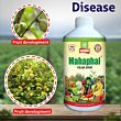 Multiplex Mahaphal (Bio Stimulant) 1LT (Pack of 25)