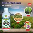 Multiplex Metarhizium Insecticide (Liquid) 1LT (Pack Of 25)
