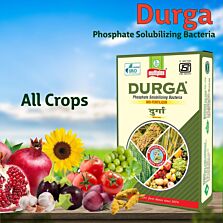 AGRIBIST | Durga (PSB) Powder - 1 KG