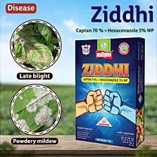 AGRIBIST | Ziddhi Fungicide 500GM