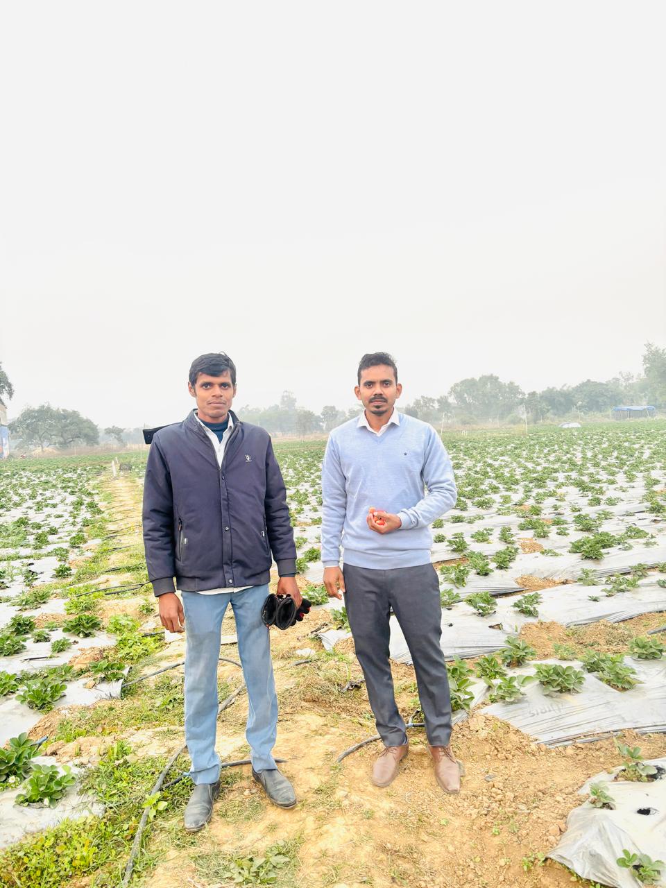 Commercial Strawberry Farming Project