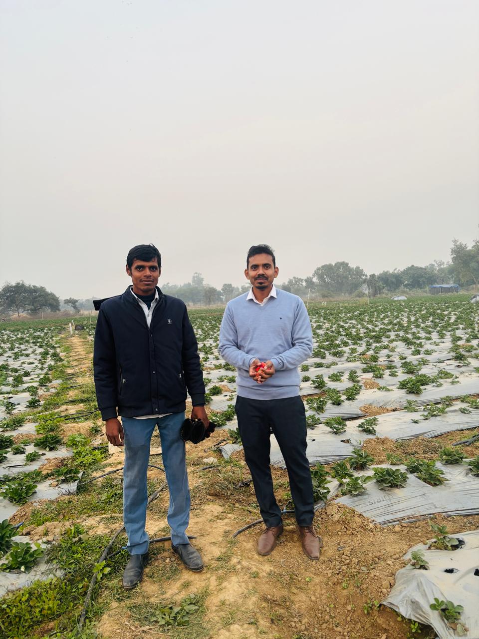 Commercial Strawberry Farming Project