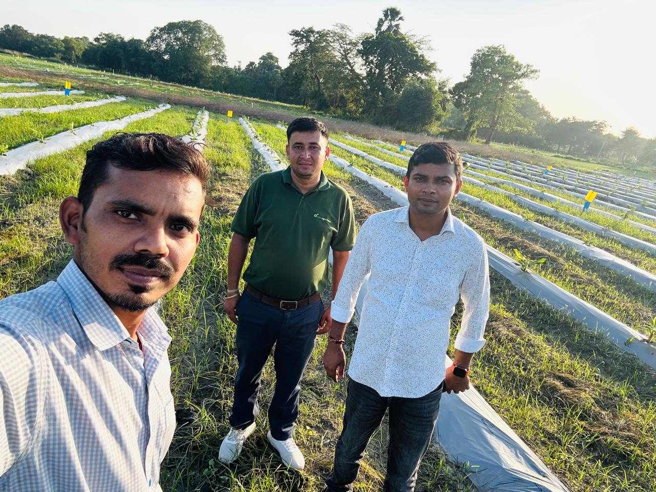 Commercial Strawberry Farming Project