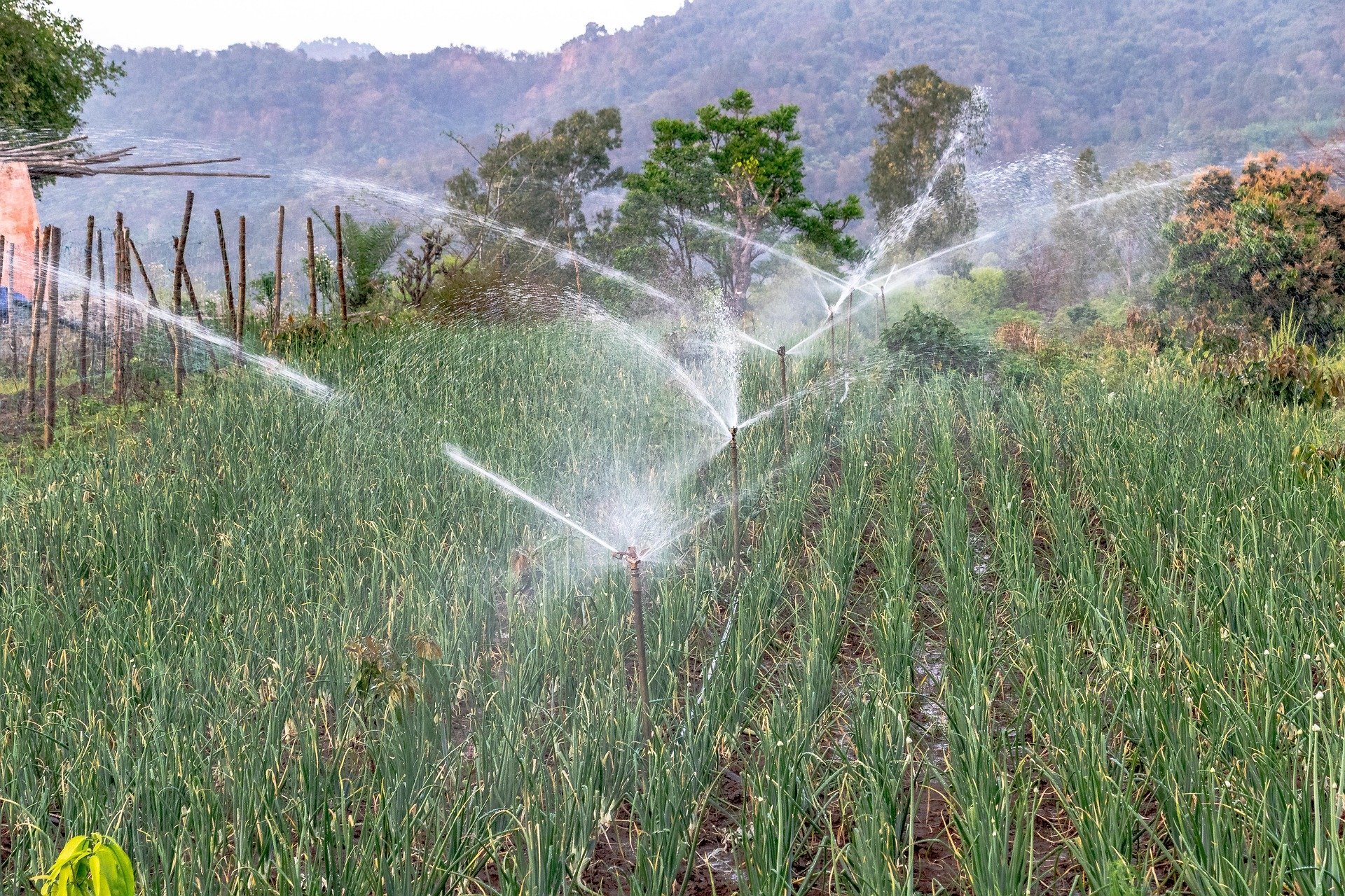 Sprinkler Irrigation